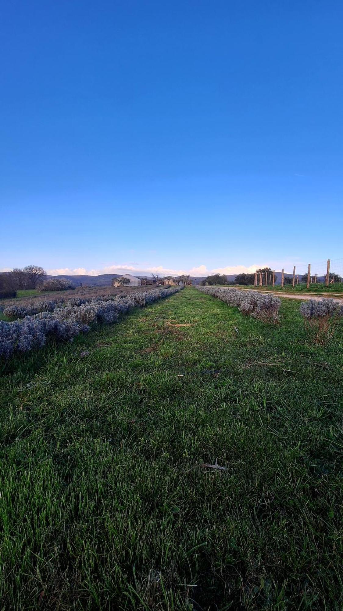 2 Cuori E 1 Yurta Glamping In Tuscany - Adults Only Asciano Eksteriør billede